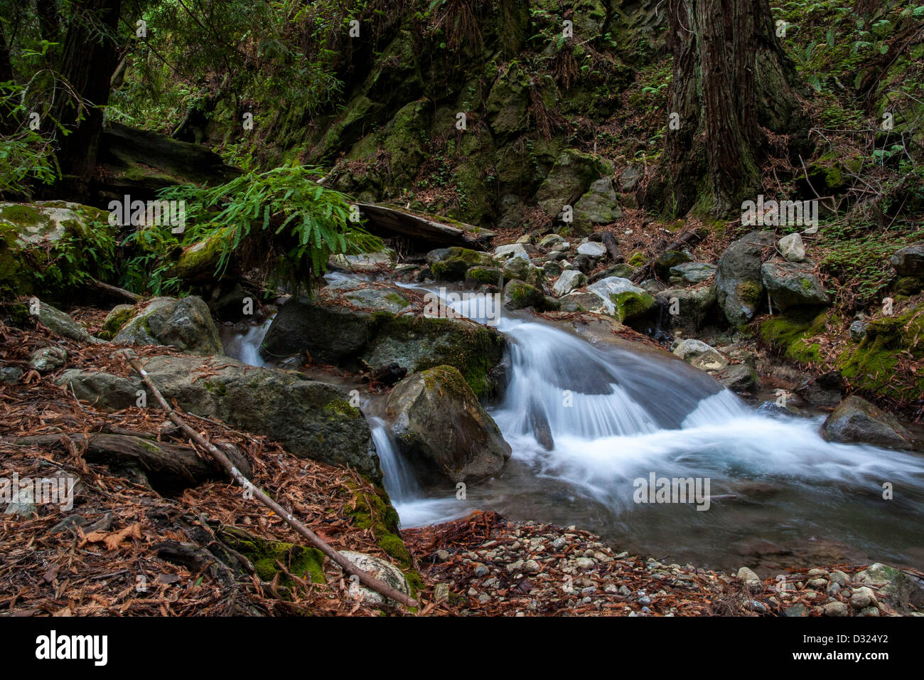 Hare Creek in Limekiln State Park California Stock Photo Alamy