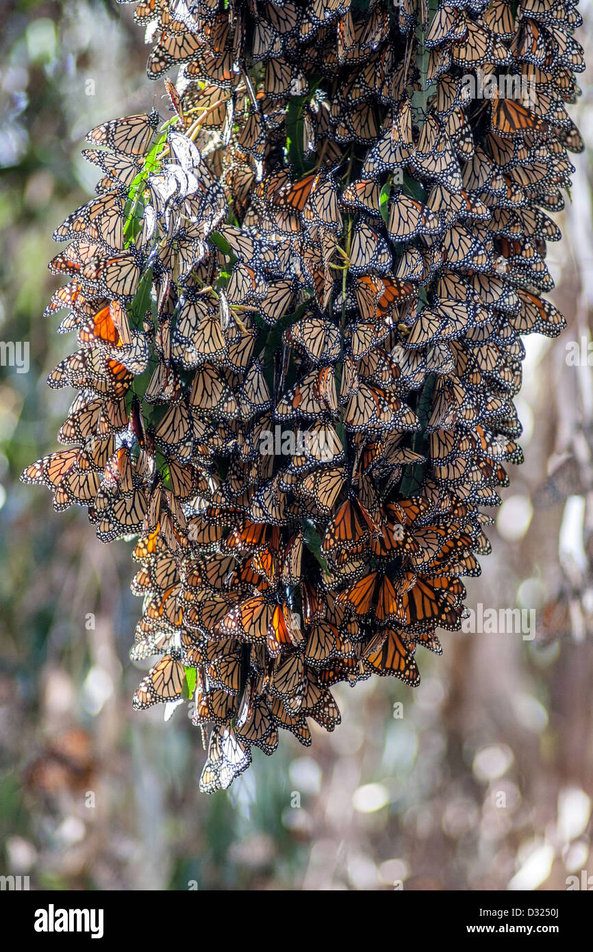 Group of monarchs in a eucalyptus grove Stock Photo Alamy Group of monarchs in a eucalyptus grove Stock Photo Alamy