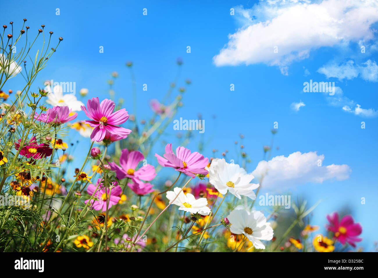 Daisy flower against blue sky Stock Photo