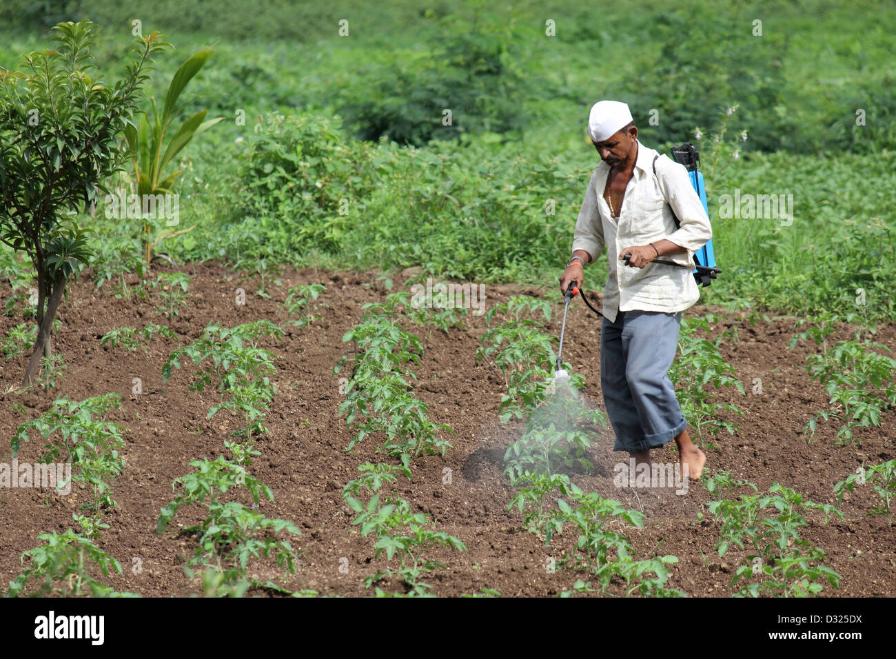 Farmer spraying fertilizer on plants Stock Photo Alamy