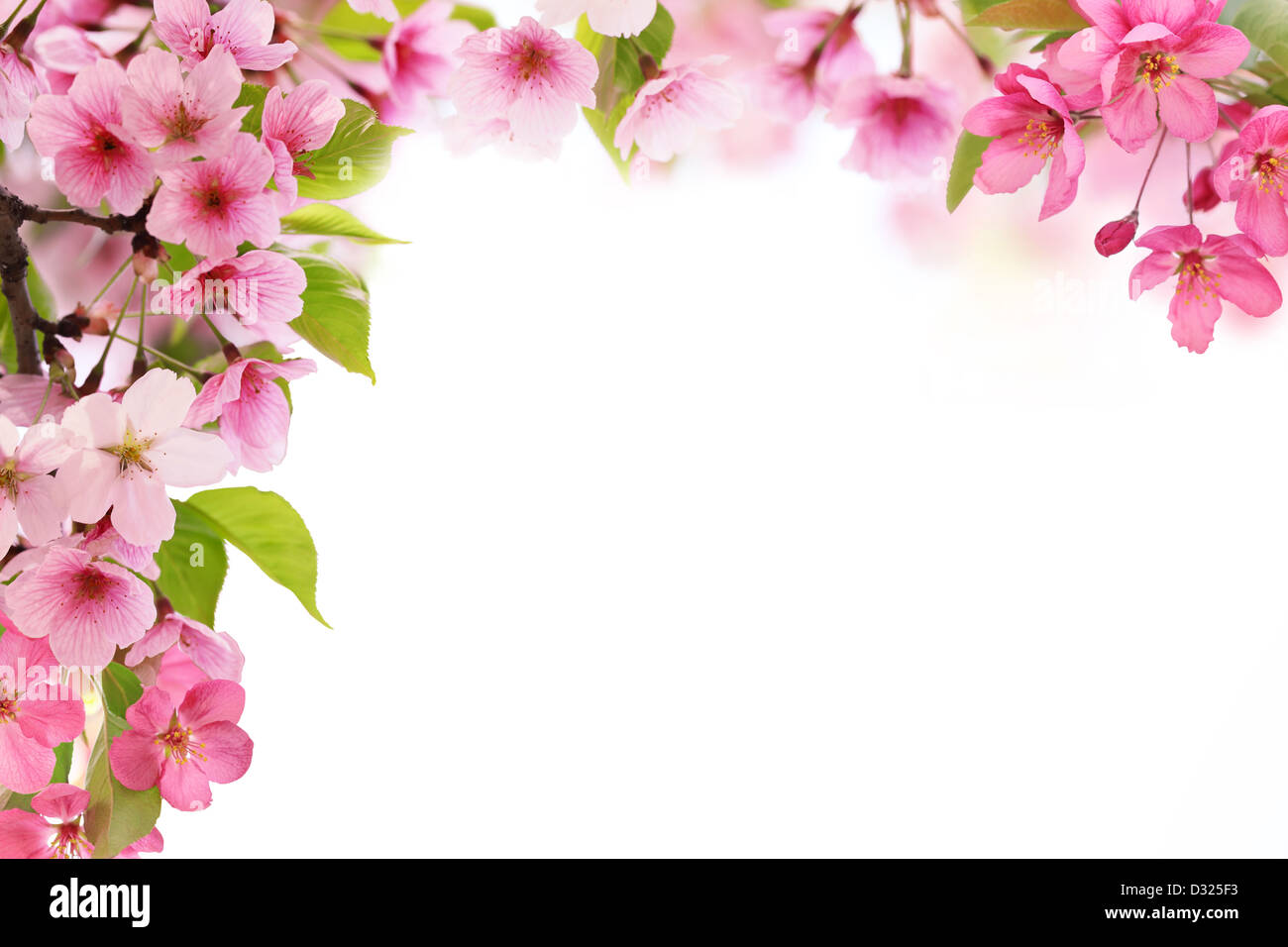 Spring flowers on white background with copy space Stock Photo - Alamy