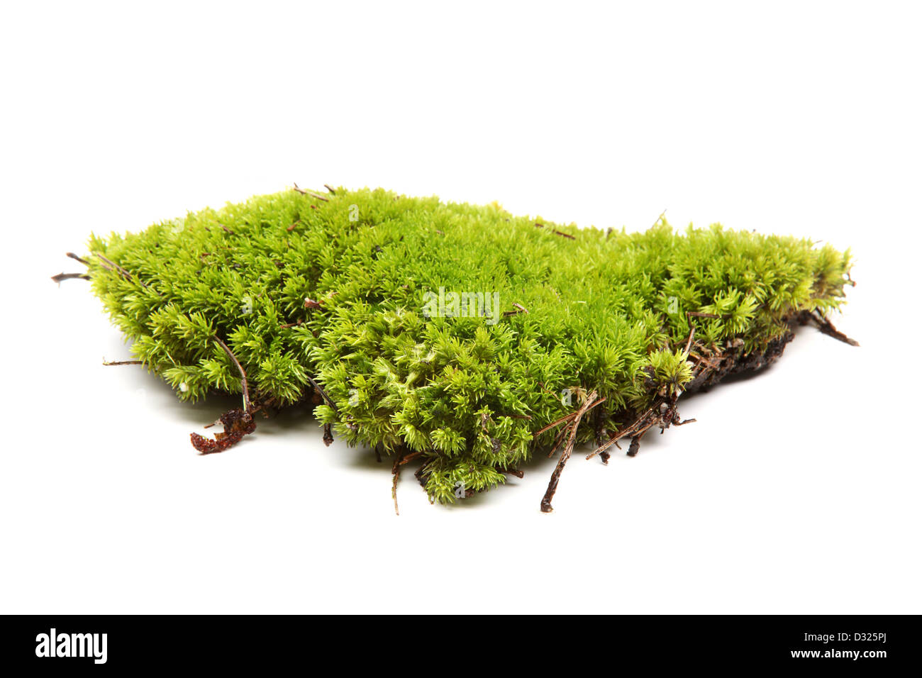 Green moss on white background Stock Photo
