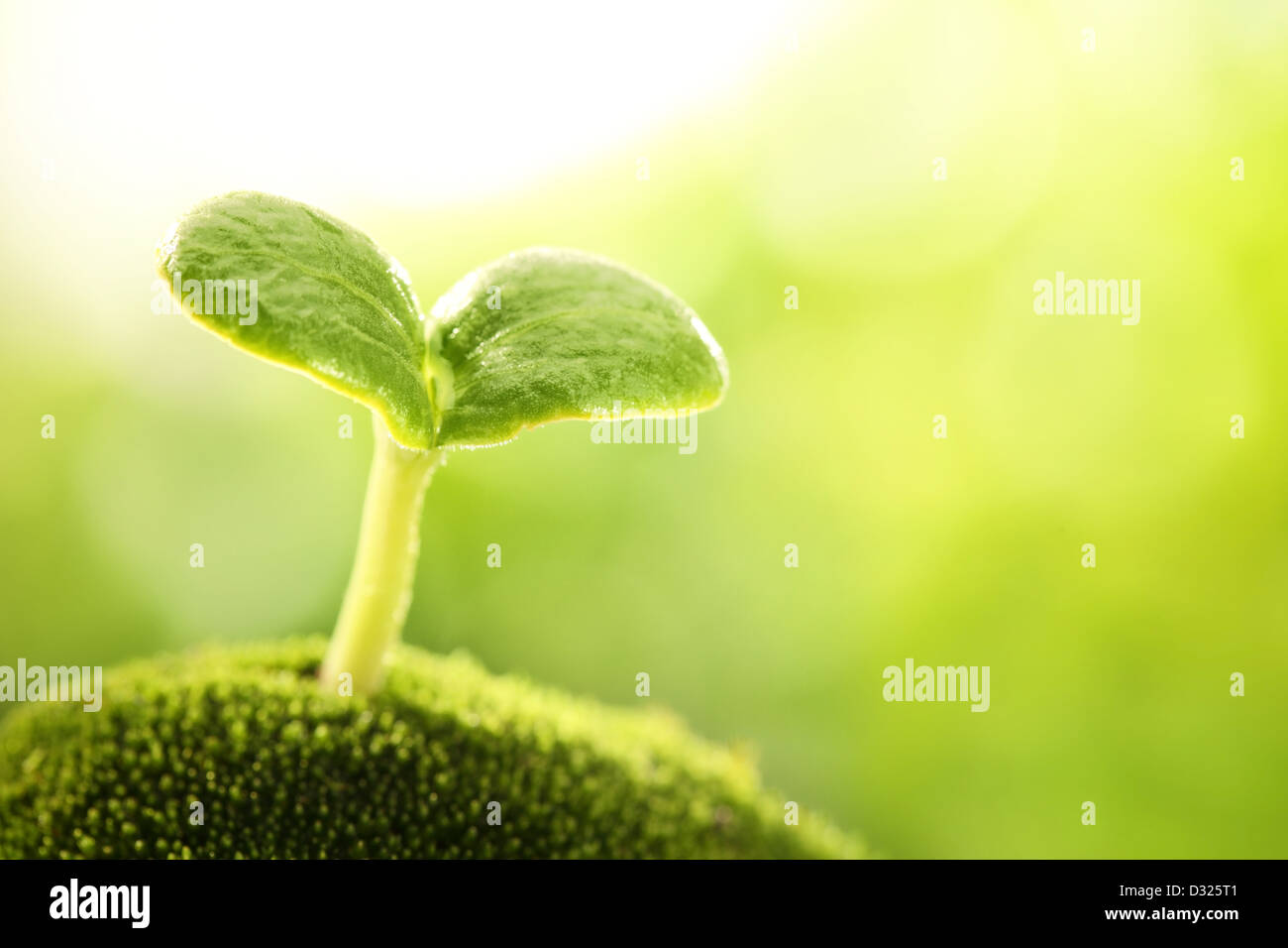 Young sprout in sunlight,Closeup. Stock Photo