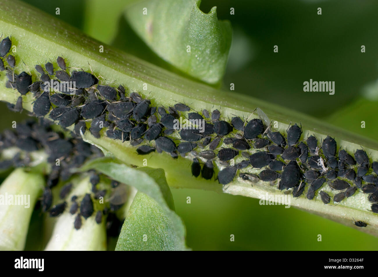 Black bean aphid (Aphis fabae) or Blackfly on a broad bean plant Stock