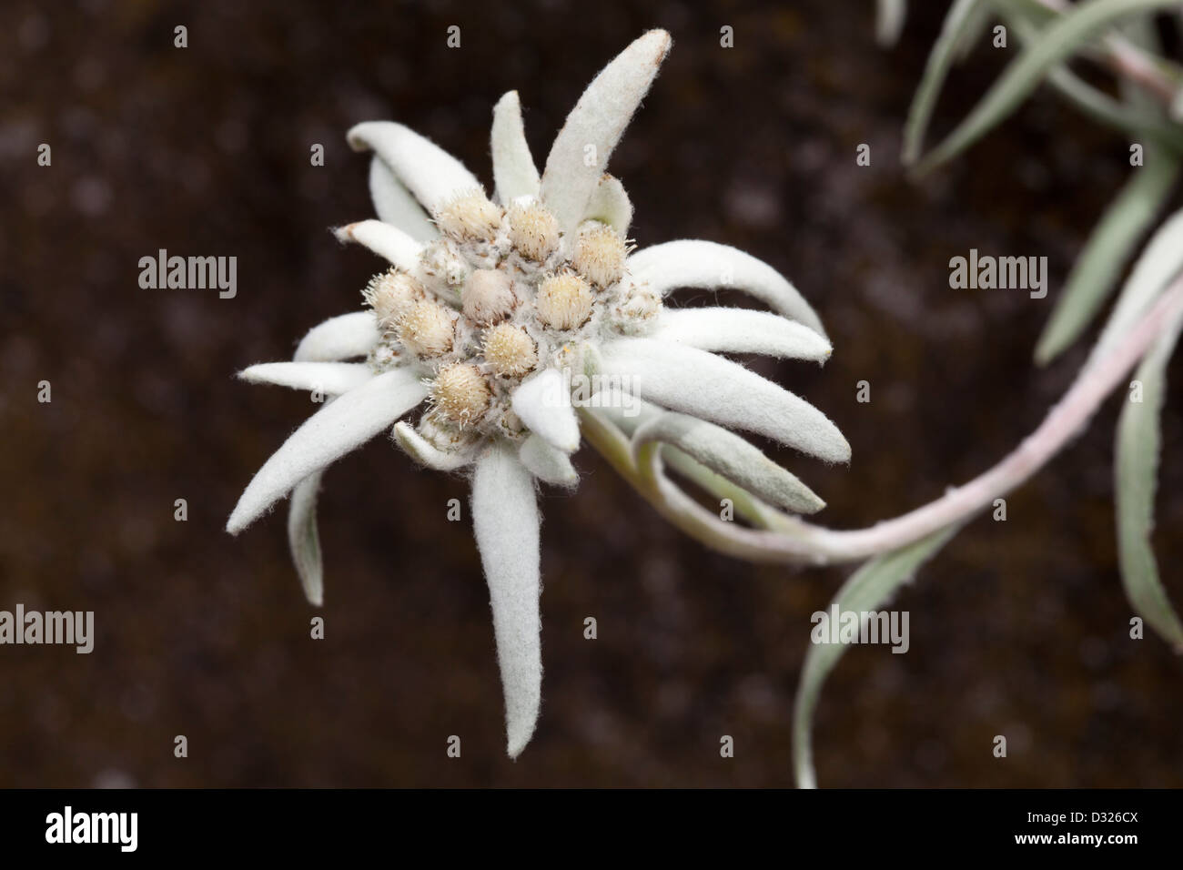 Edelweiss, Leontopodium nivale, Asteraceae Stock Photo