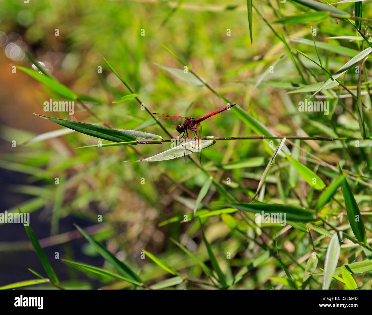.Orange-winged Dropwing also known as Kirby's Dropwing (Trithemis ...