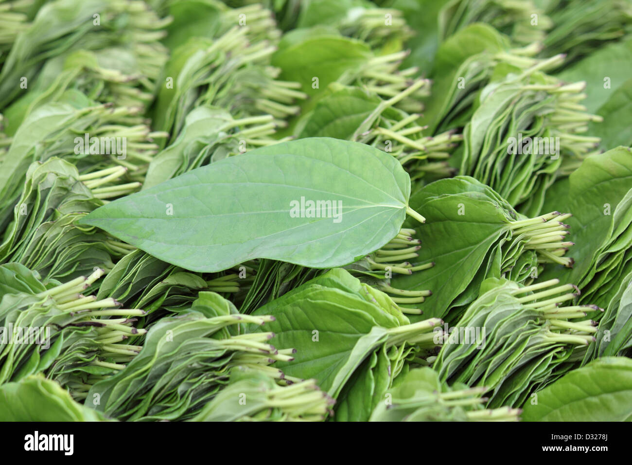 Betel vine leaves (Piper betle), Used to make paan as mild stimulant and also for medicinal properties, India Stock Photo
