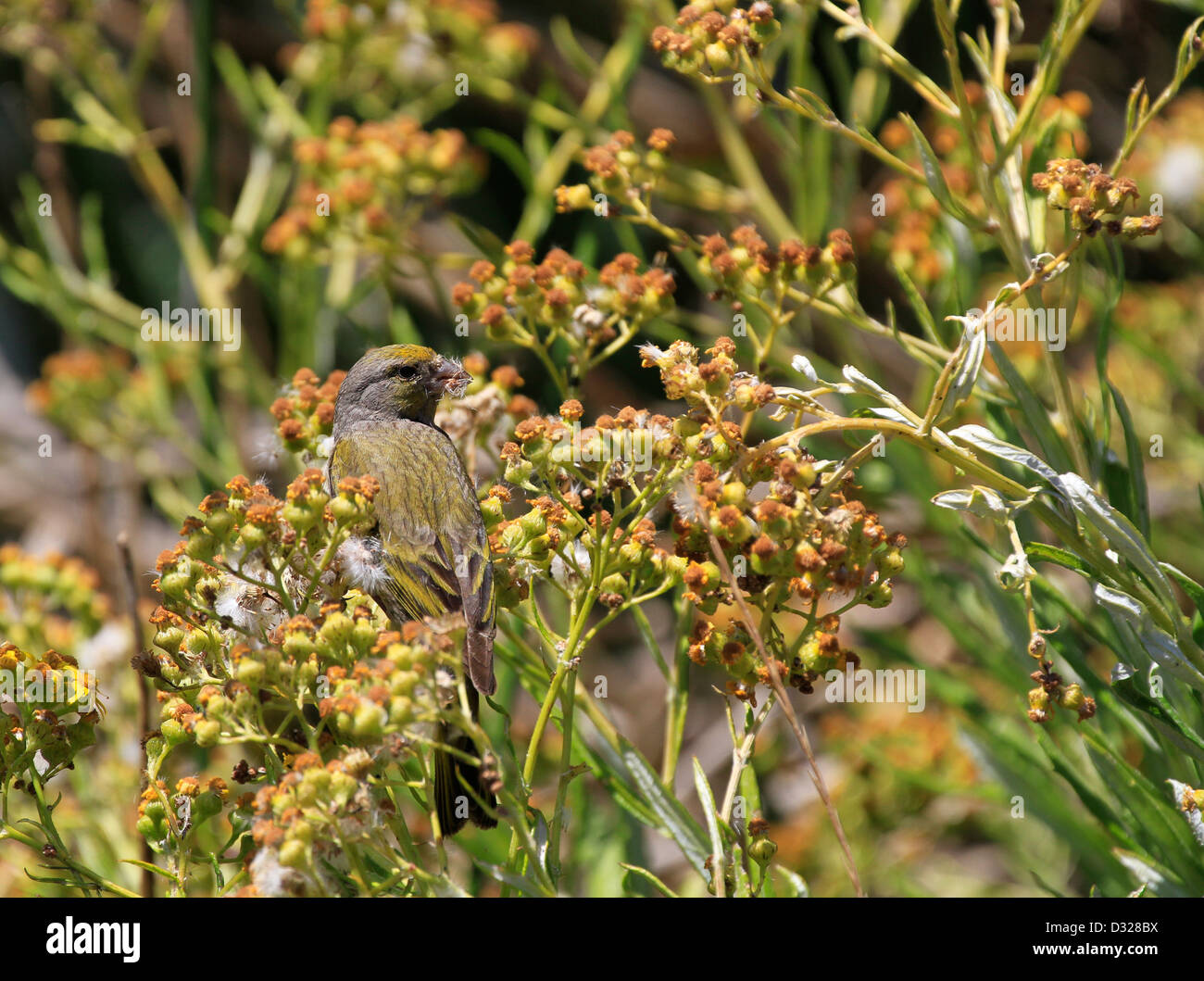 Cape Canary (Serinus canicollis) pollinating a plant at Intaka Island Bird Sanctuary near Cape Town. Stock Photo