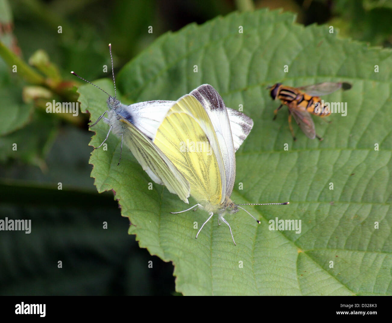 Detailed macro of Green-veined Whites (Pieris Napi) mating with a hoverfly nearby Stock Photo