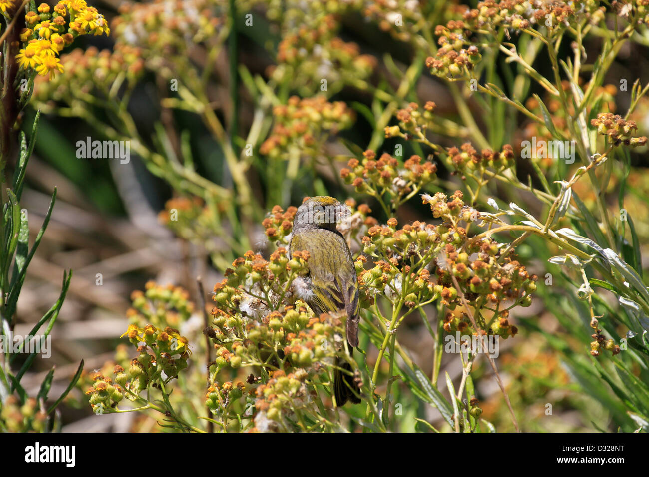 Cape Canary (Serinus canicollis) pollinating a plant at Intaka Island Bird Sanctuary near Cape Town. Stock Photo
