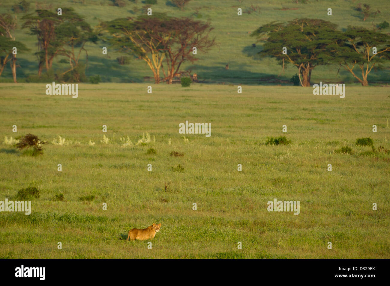 Leopard Plateau main image 1