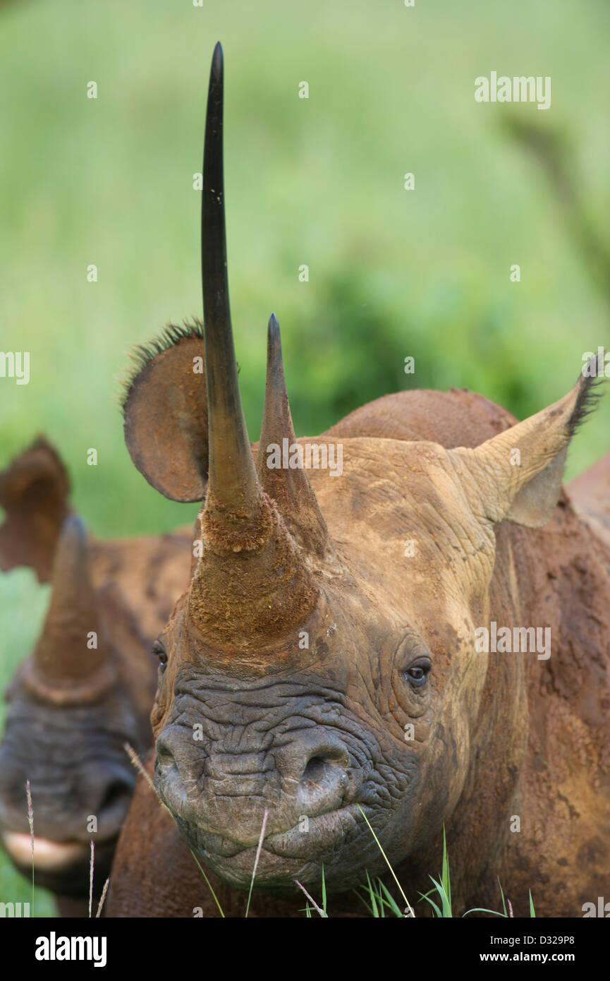 Young black rhinoceros hires stock photography and images Alamy