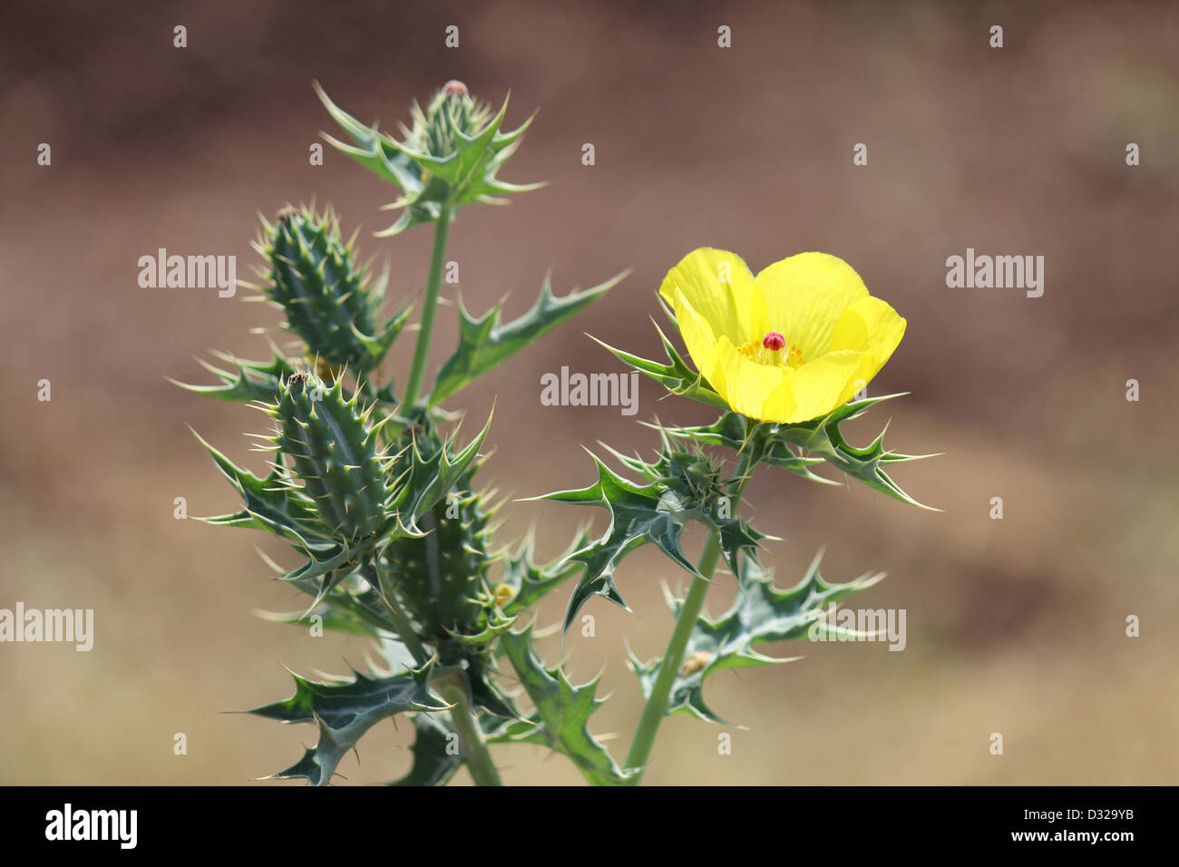 Argemone Mexicana Mexican Prickle Poppy Yellow Flower Stock Photo