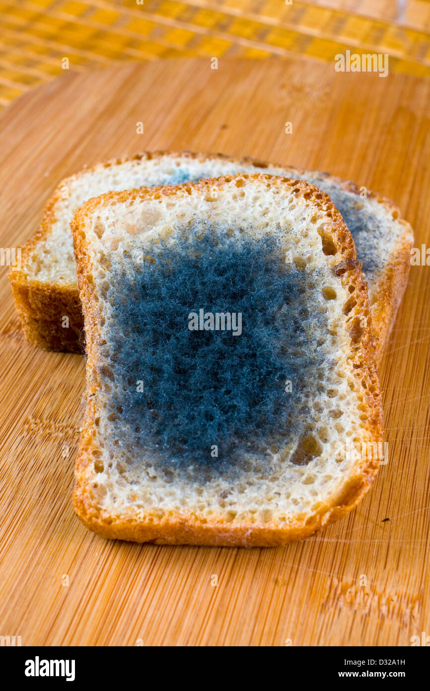 Moldy Bread High Resolution Stock Photography and Images Alamy