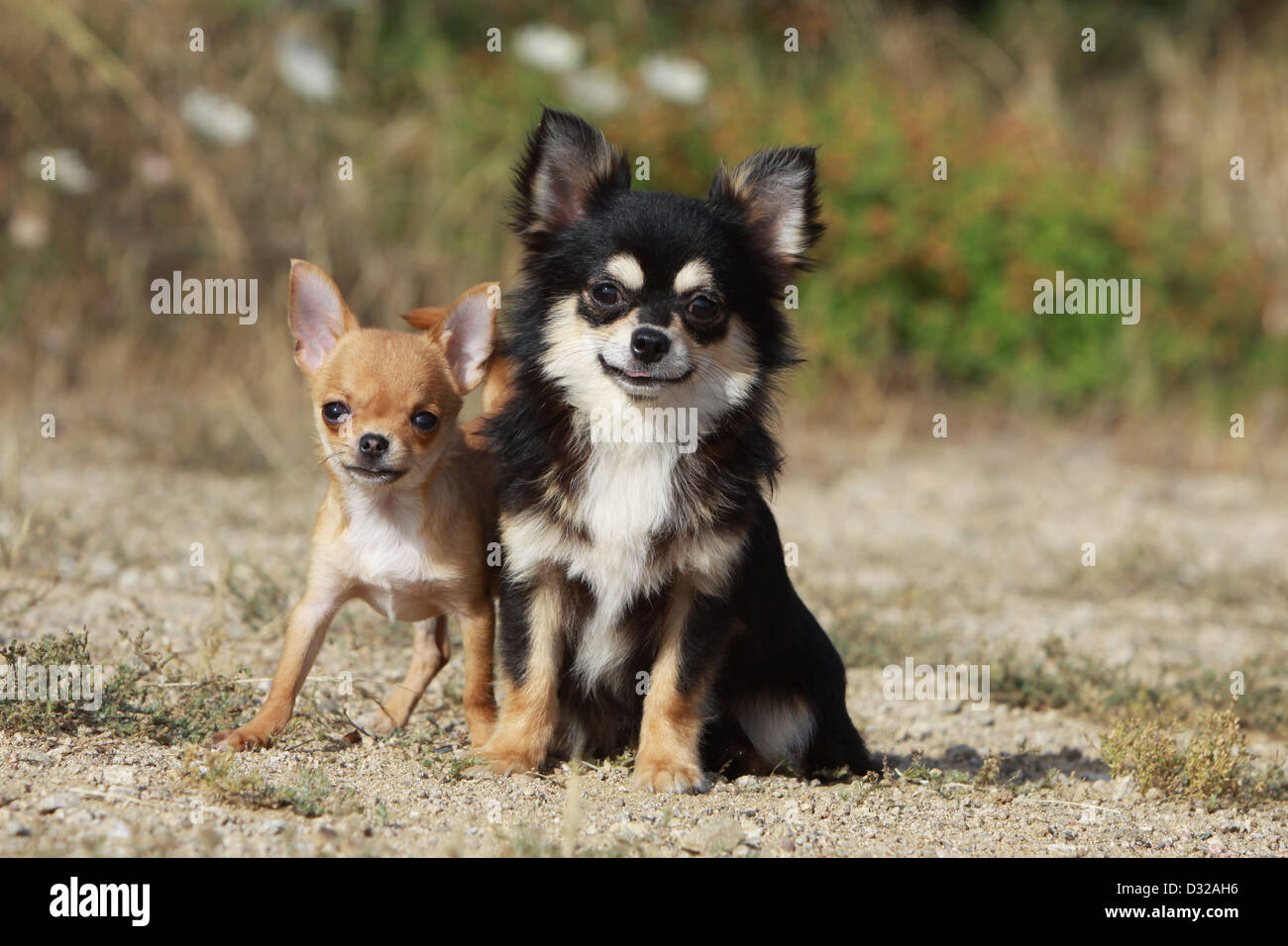 Dog Chihuahua longhair and shorthair / adult and puppy different colors  Stock Photo - Alamy