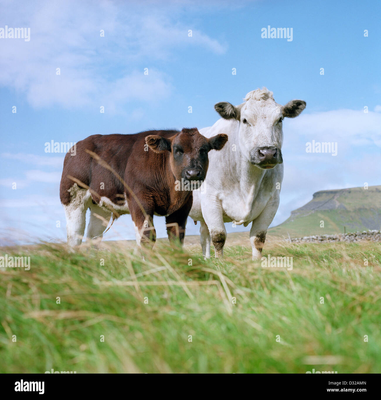 Belgian Blue cow and calf in field, Settle, North Yorkshire, England