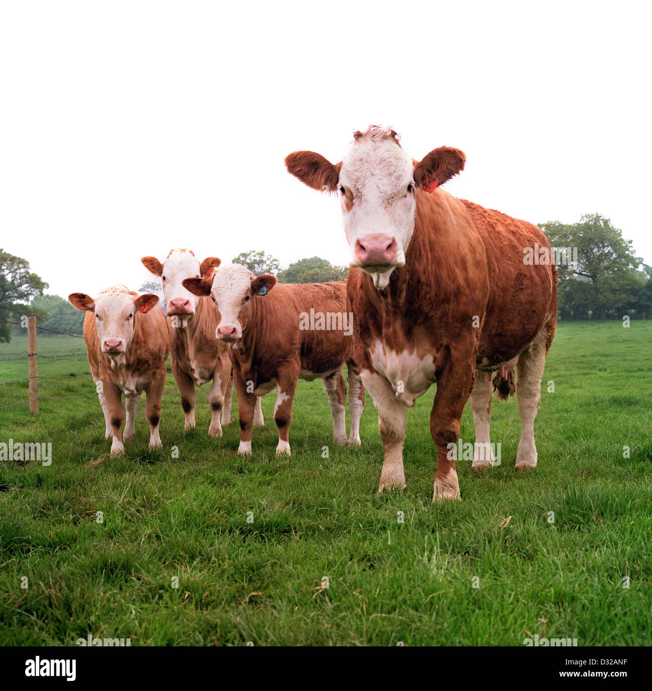 Simmental cow and calves in field, Tarvin, Cheshire, England Stock Photo