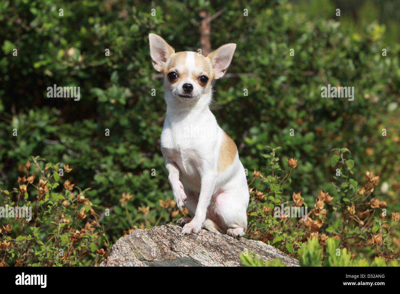 Shorthair chihuahuas hi-res stock photography and images - Alamy