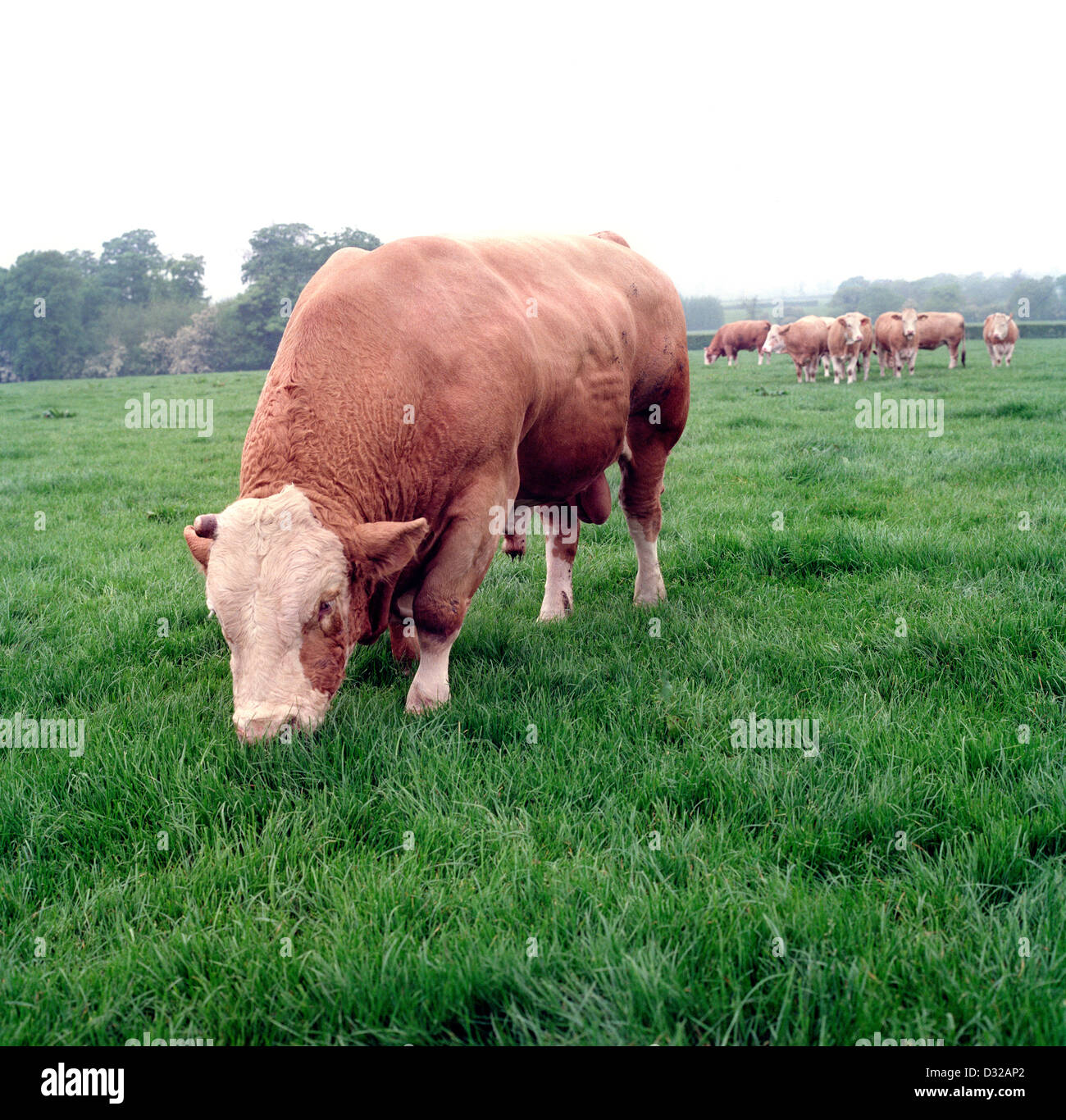 Simmental bull grazing in field, Tarvin, Cheshire, England Stock Photo