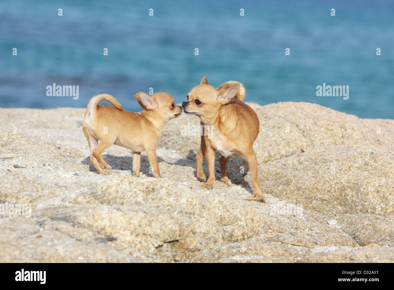 Dog Chihuahua adult and puppy standing on the rocks kisses Stock Photo