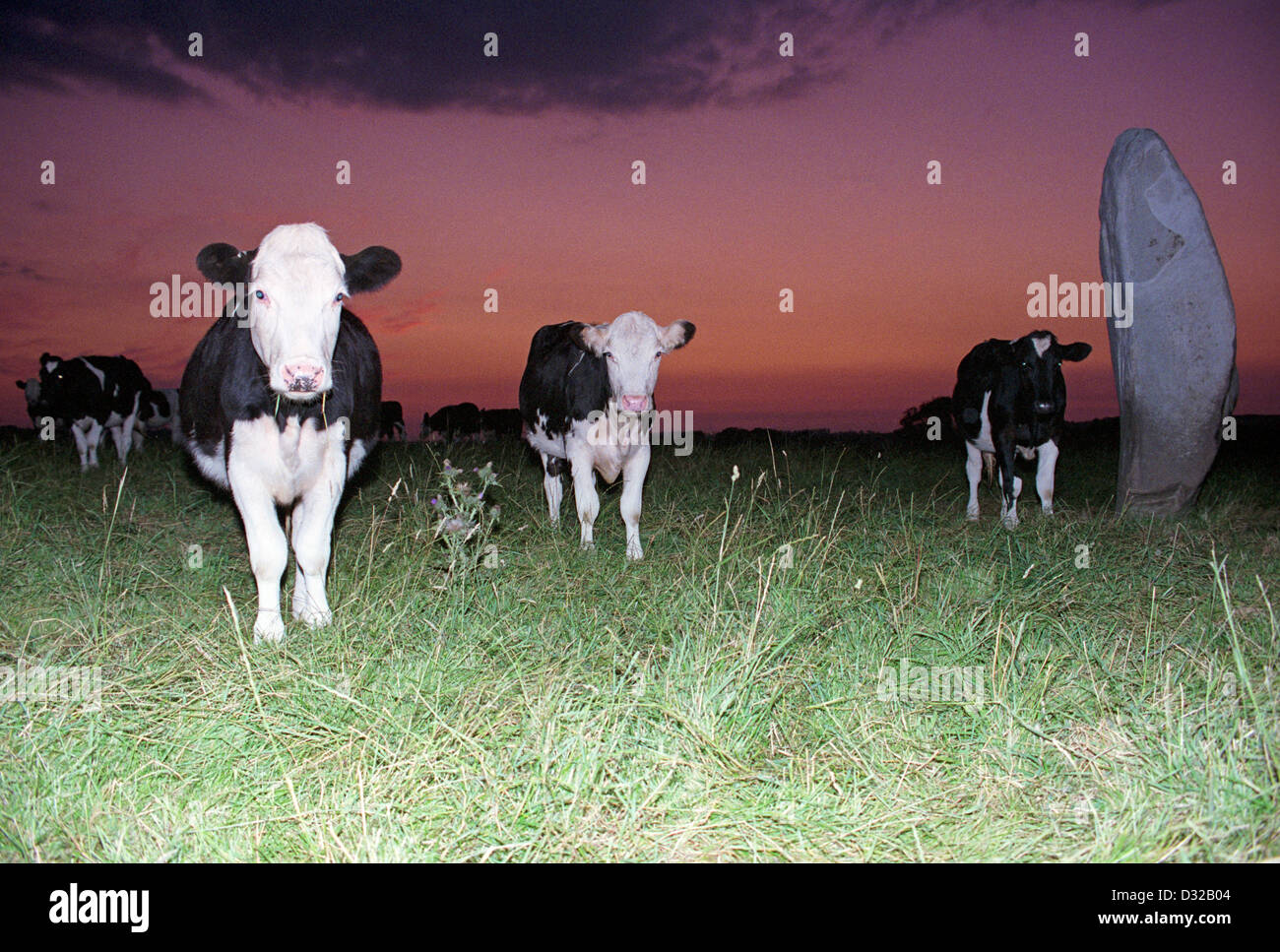 Cows at night, Avebury, Wiltshire, England Stock Photo Alamy