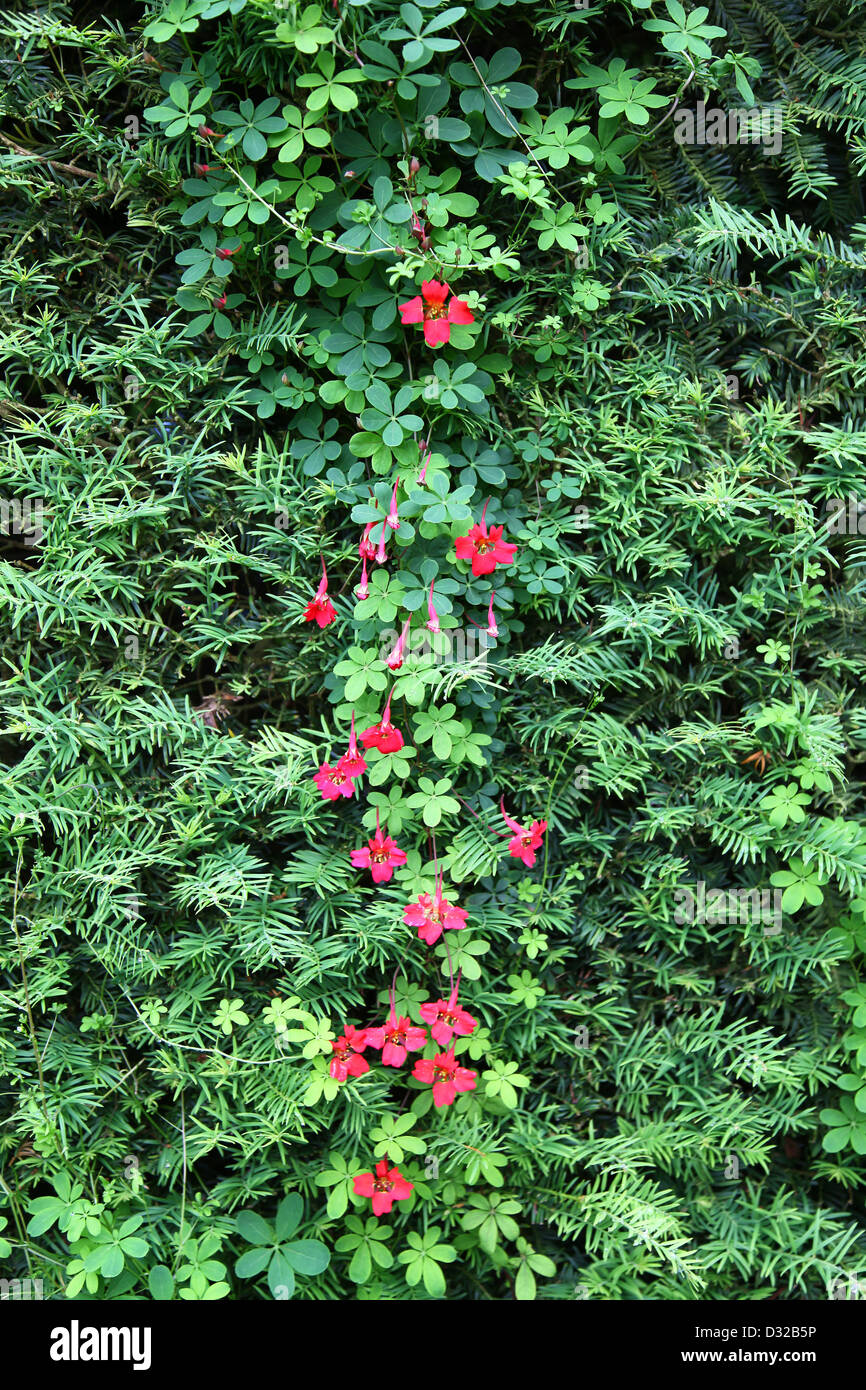 A red Tropaeolum speciosum climbing plant growing through a Yew hedge Stock Photo