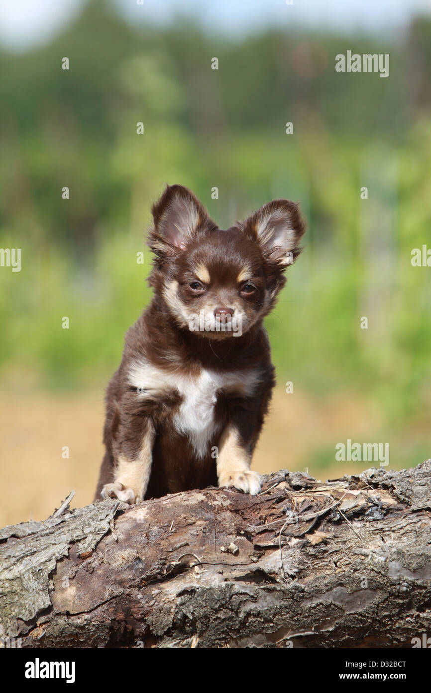 Brown chihuahua puppy hi-res stock photography and images - Alamy