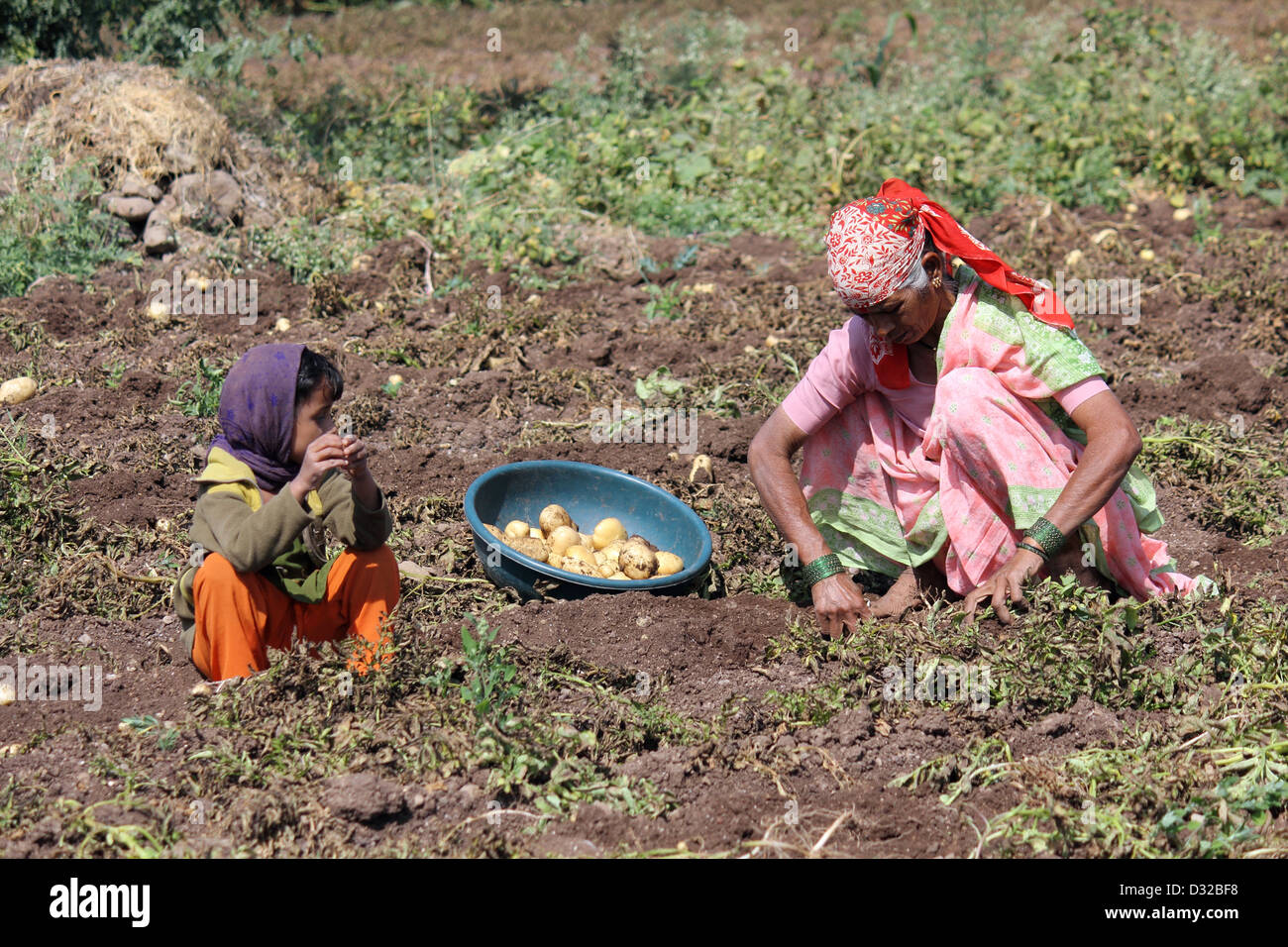 Farmers removing potatoes from field Stock Photo