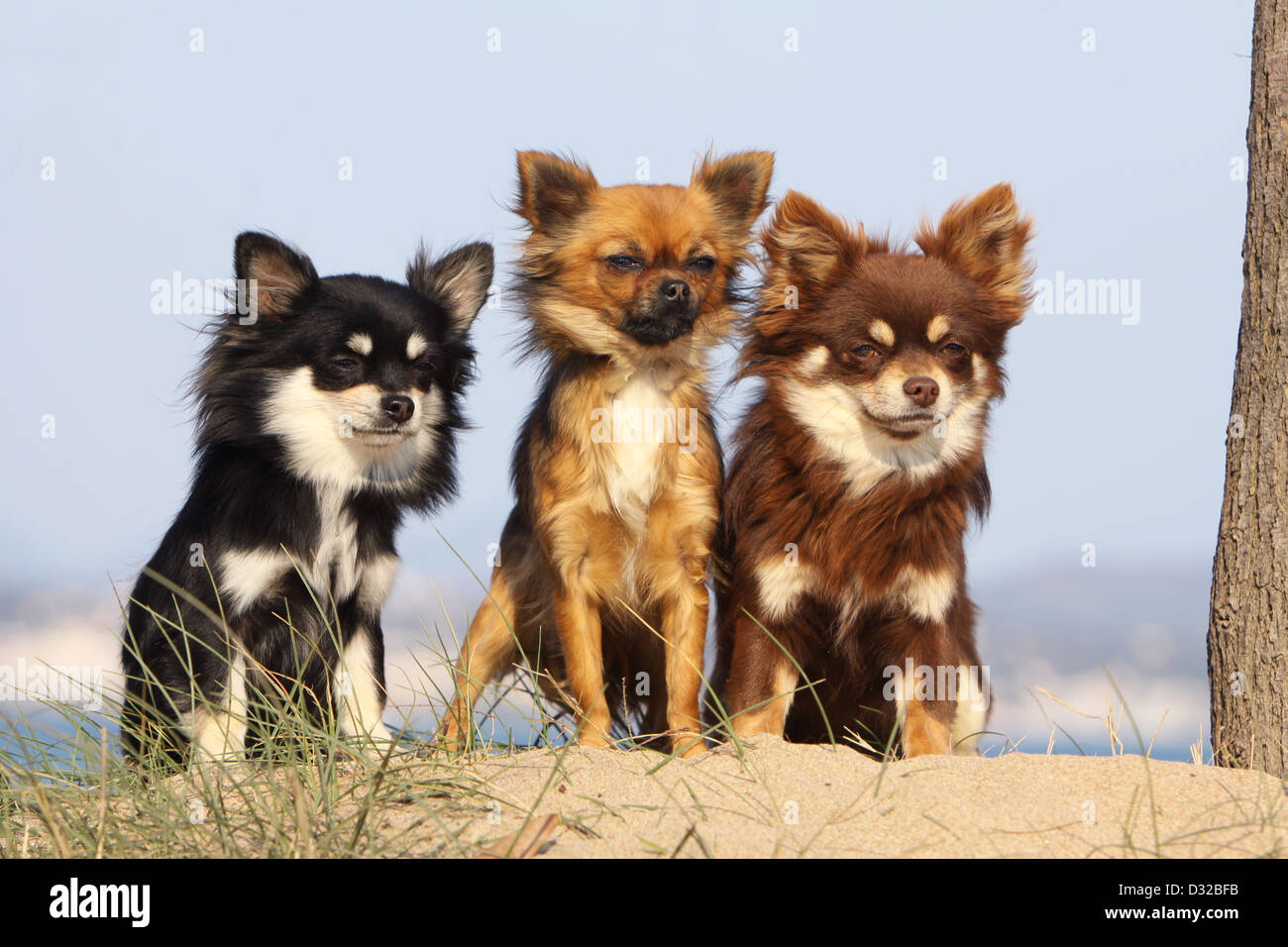 Dog Chihuahua Longhair Three Adults Different Colors On The Beach