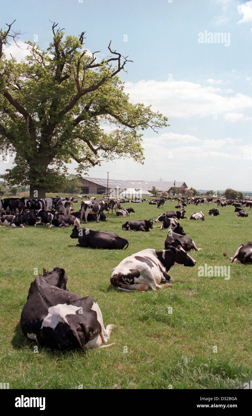 Holstein cows lying down in field, Devizes, Wiltshire, England Stock