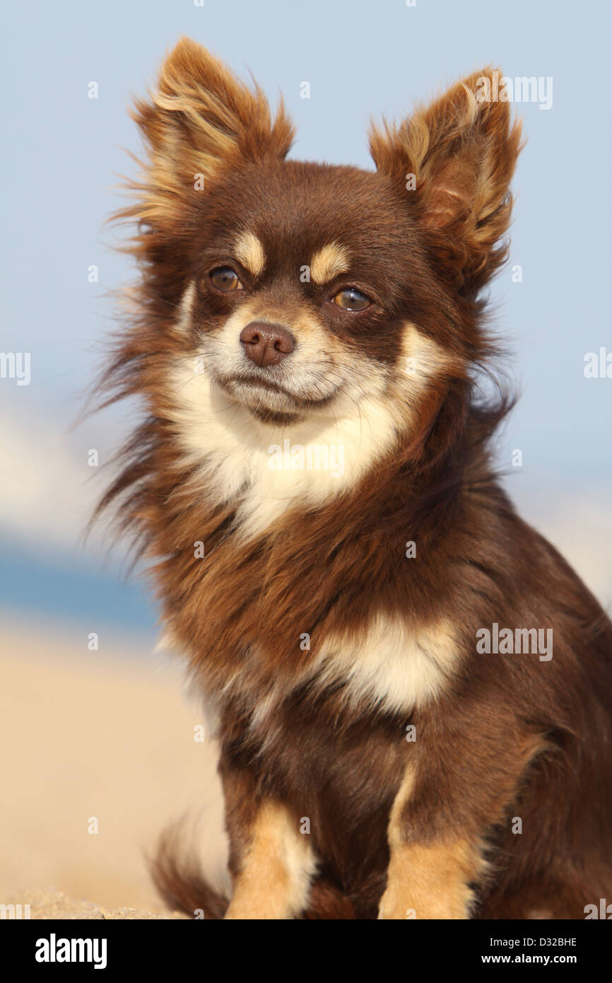 Long Hair Chihuahua Stock Photos Long Hair Chihuahua Stock