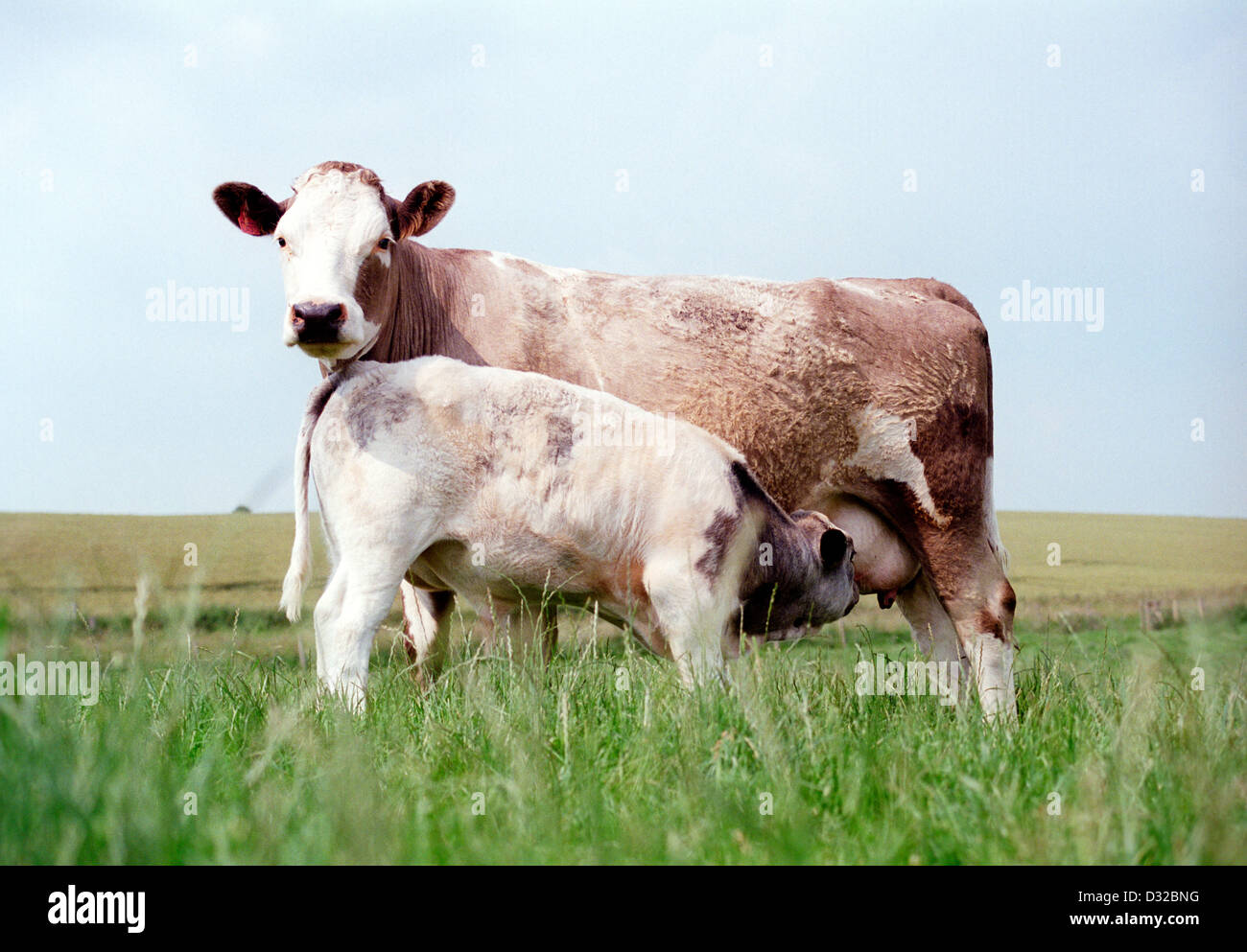Beef cow with calf suckling, Lambourn, Berkshire, England Stock Photo