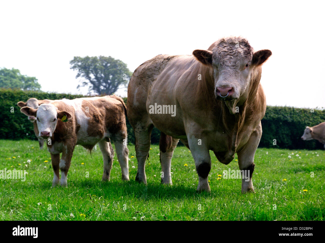 Simmental bull and calf, Tarvin, Cheshire Stock Photo