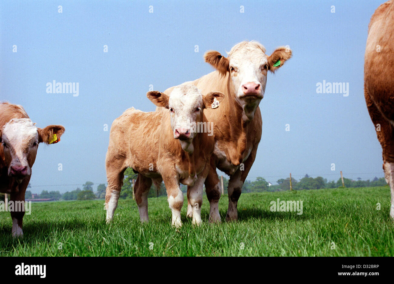 Simmental cow and calf, Tarvin, Cheshire Stock Photo