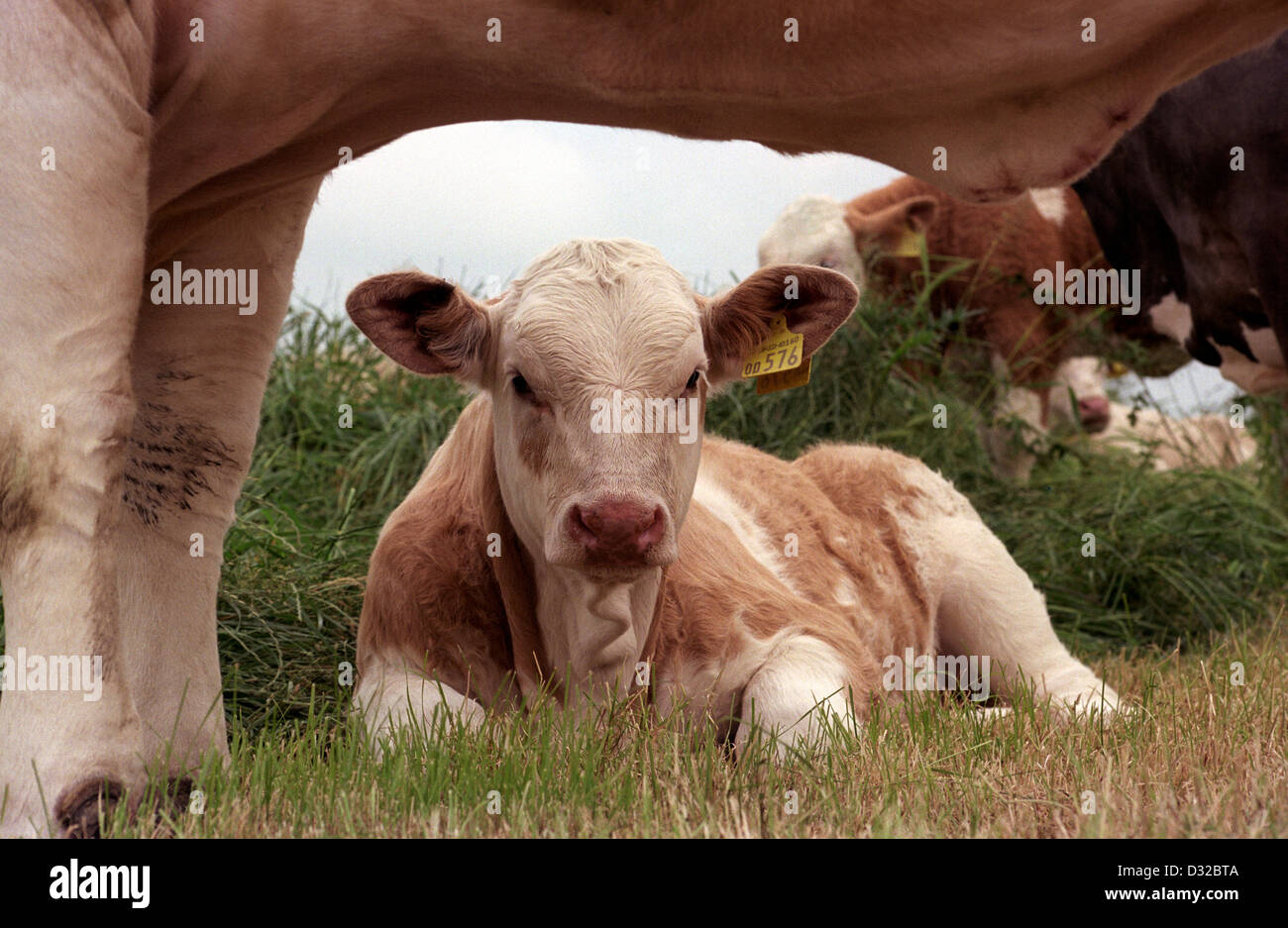 Simmental calf seen underneath cow, Tarvin, Cheshire Stock Photo