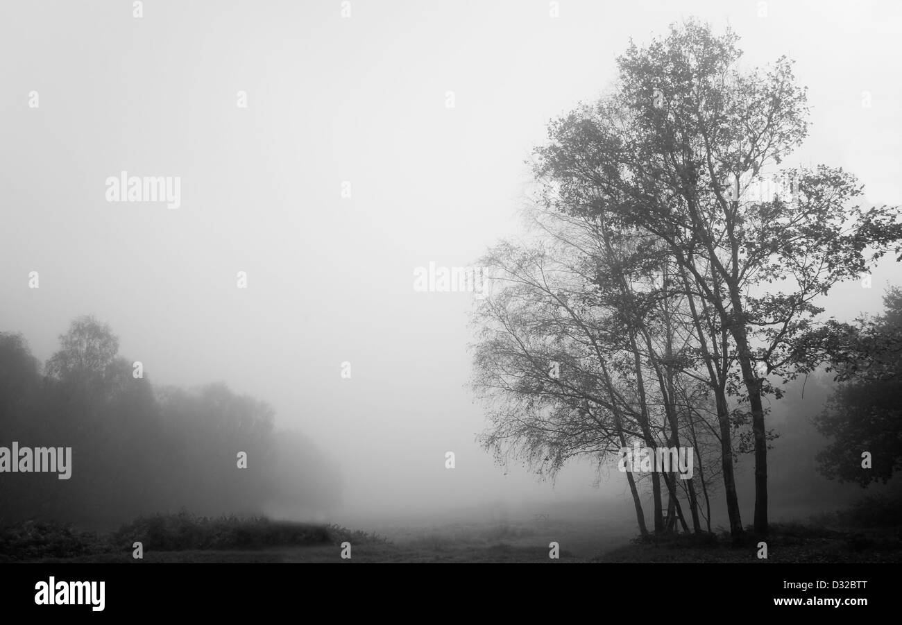 Beautiful forest landscape of foggy misty forest in Autumn Fall Stock Photo