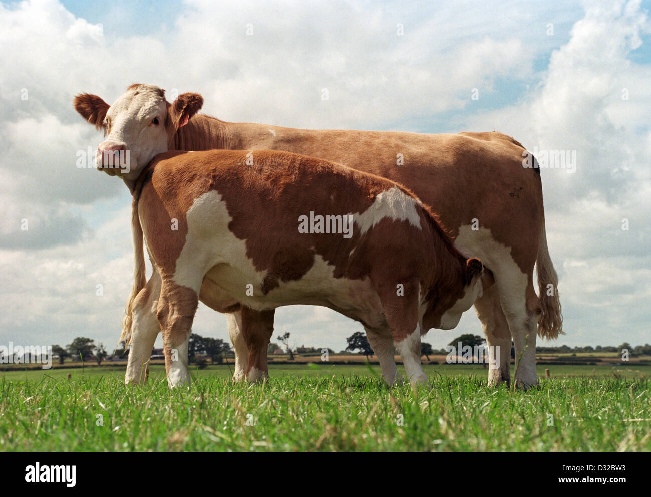 Simmental cow with calf suckling, Tarvin, Cheshire Stock Photo