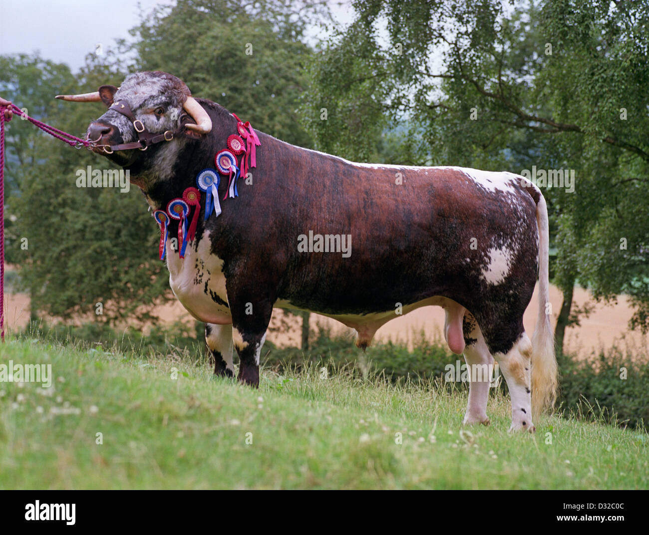 English long horn hires stock photography and images Alamy