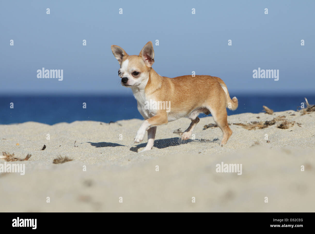 Dog Chihuahua shorthair / adult walking on the beach Stock Photo Alamy