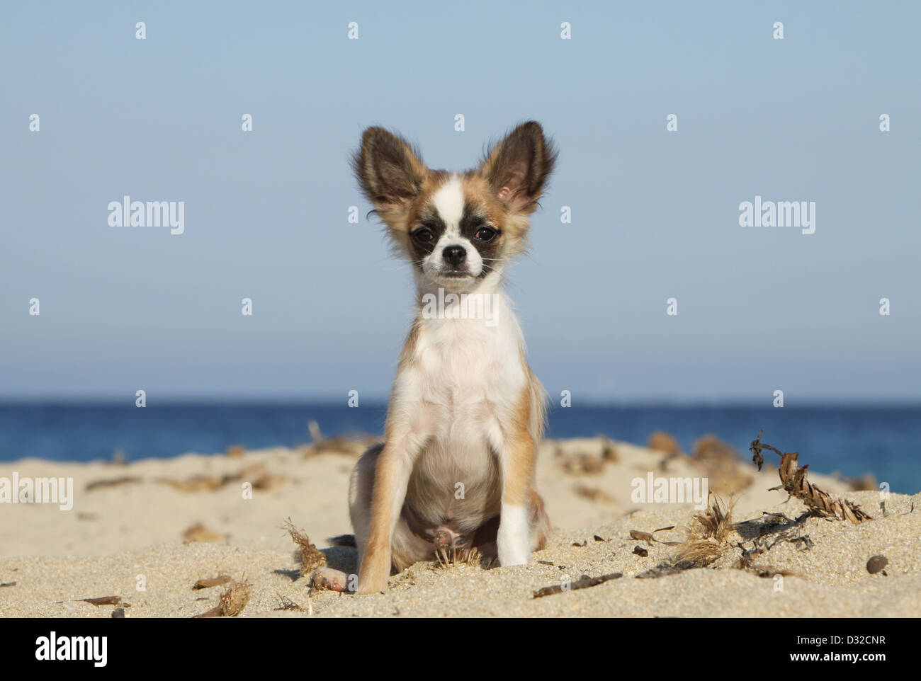 Dog Chihuahua Longhair Puppy Sitting On The Beach Stock Photo