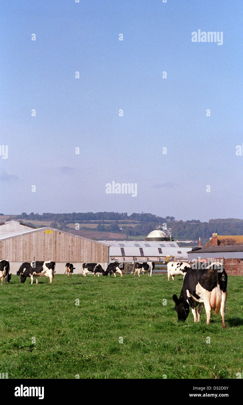 Holstein cattle grazing in field with farm buildings in background, Chepstow, Monmouthshire, Wales Stock Photo