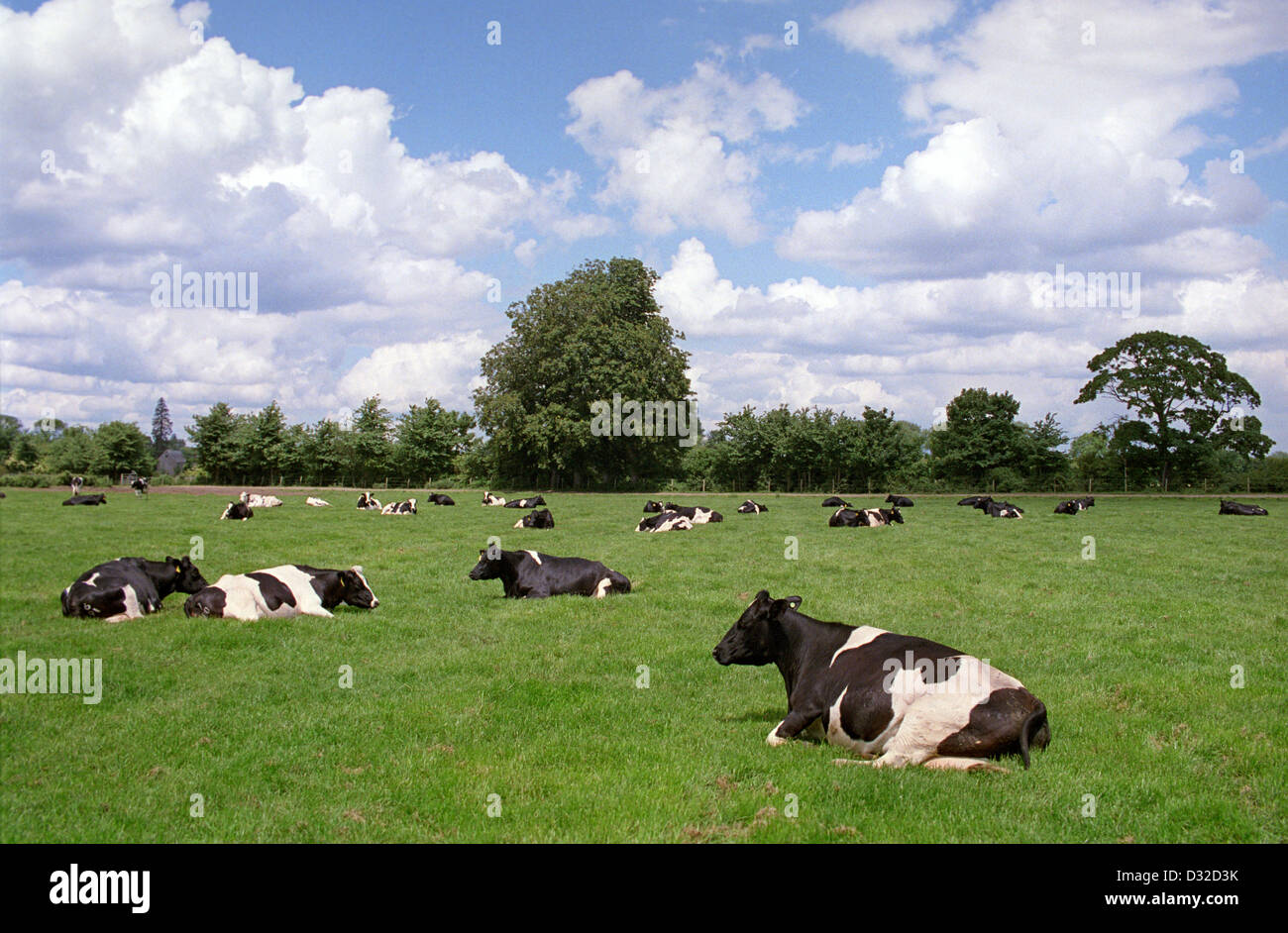 Holstein cow lying down hi-res stock photography and images - Alamy