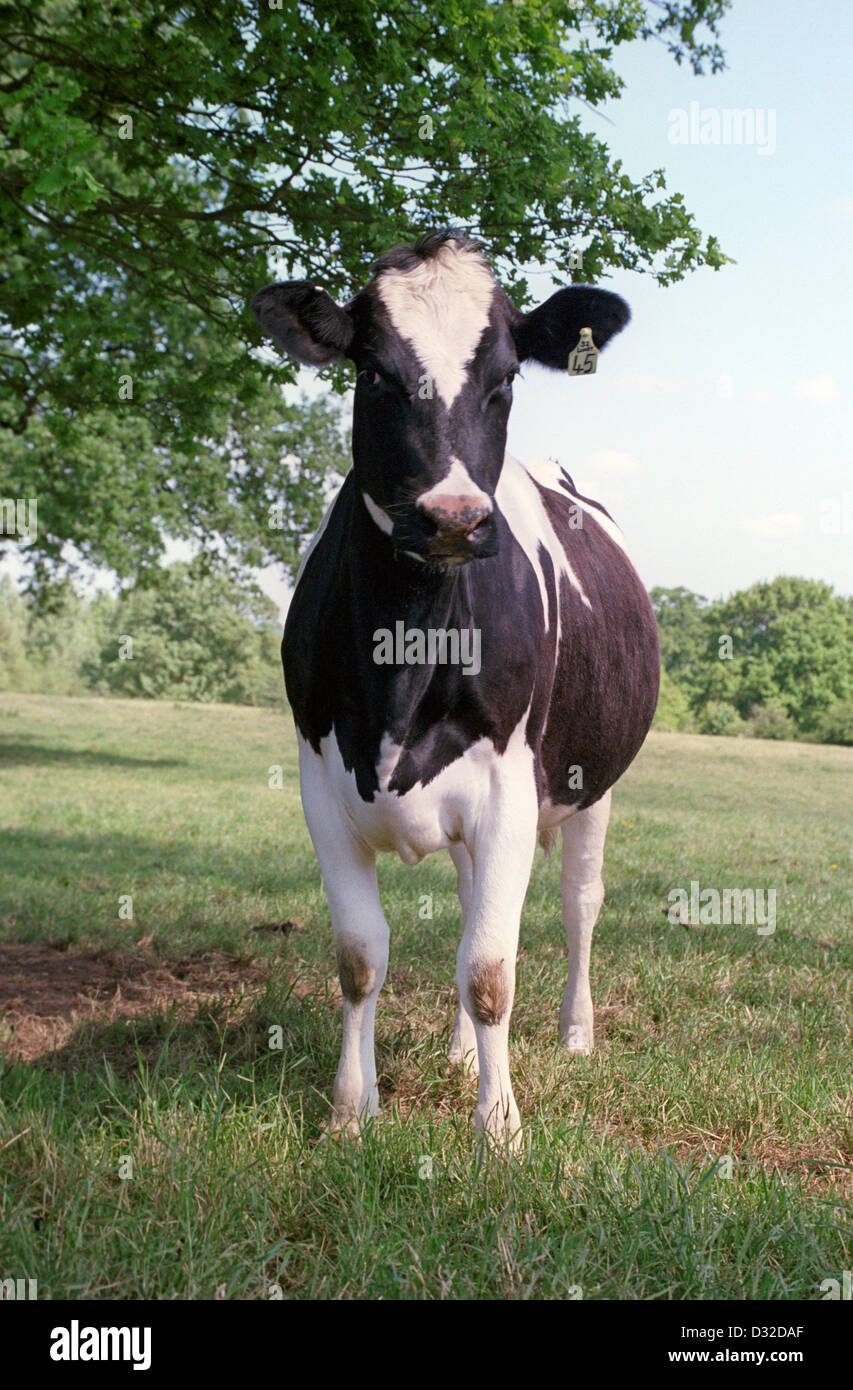 British Holstein heifer, Calne, Wiltshire, England Stock Photo Alamy