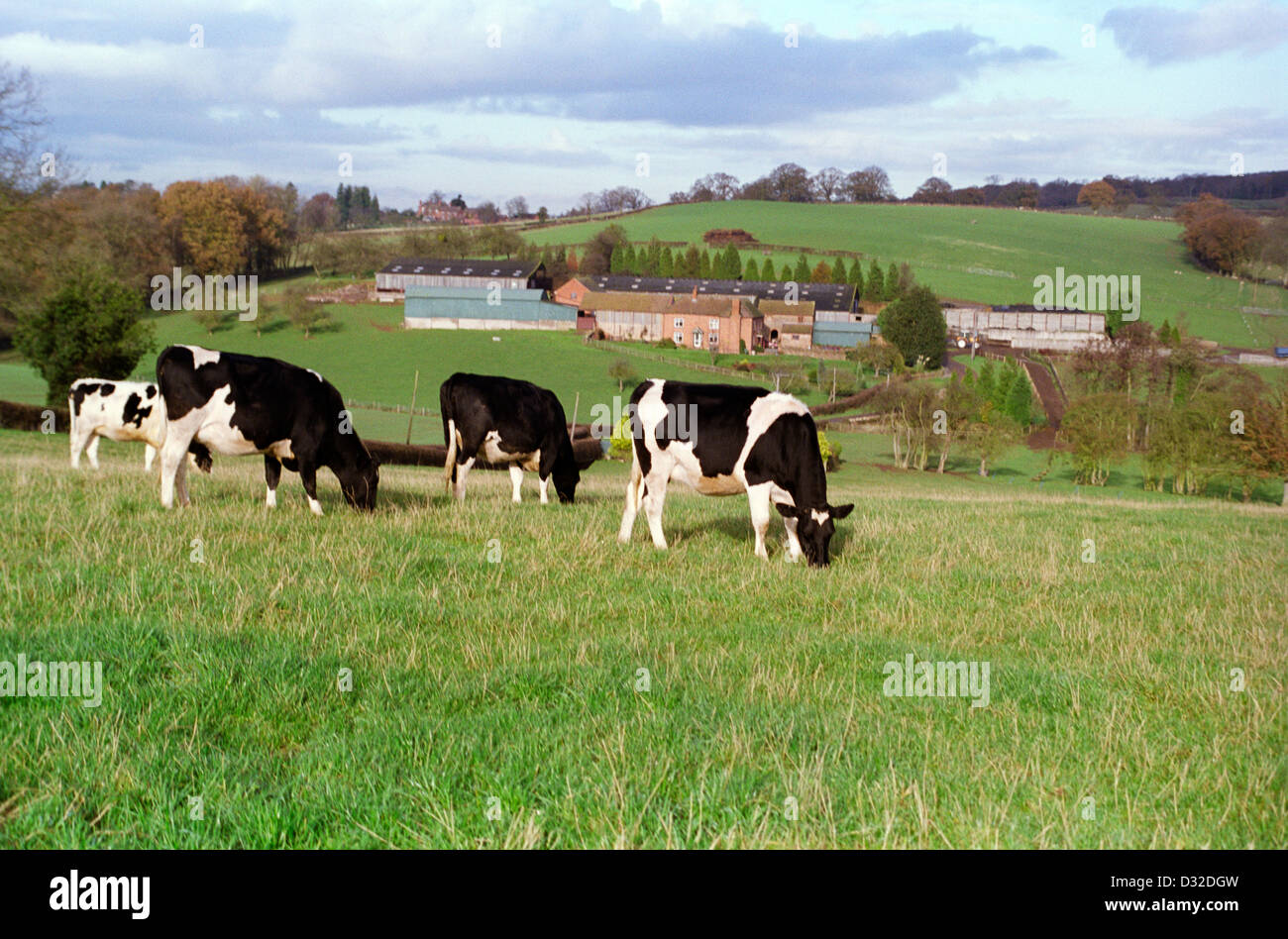 , Ledbury, Herefordshire, England farm dairy cattle grazing Stock Photo