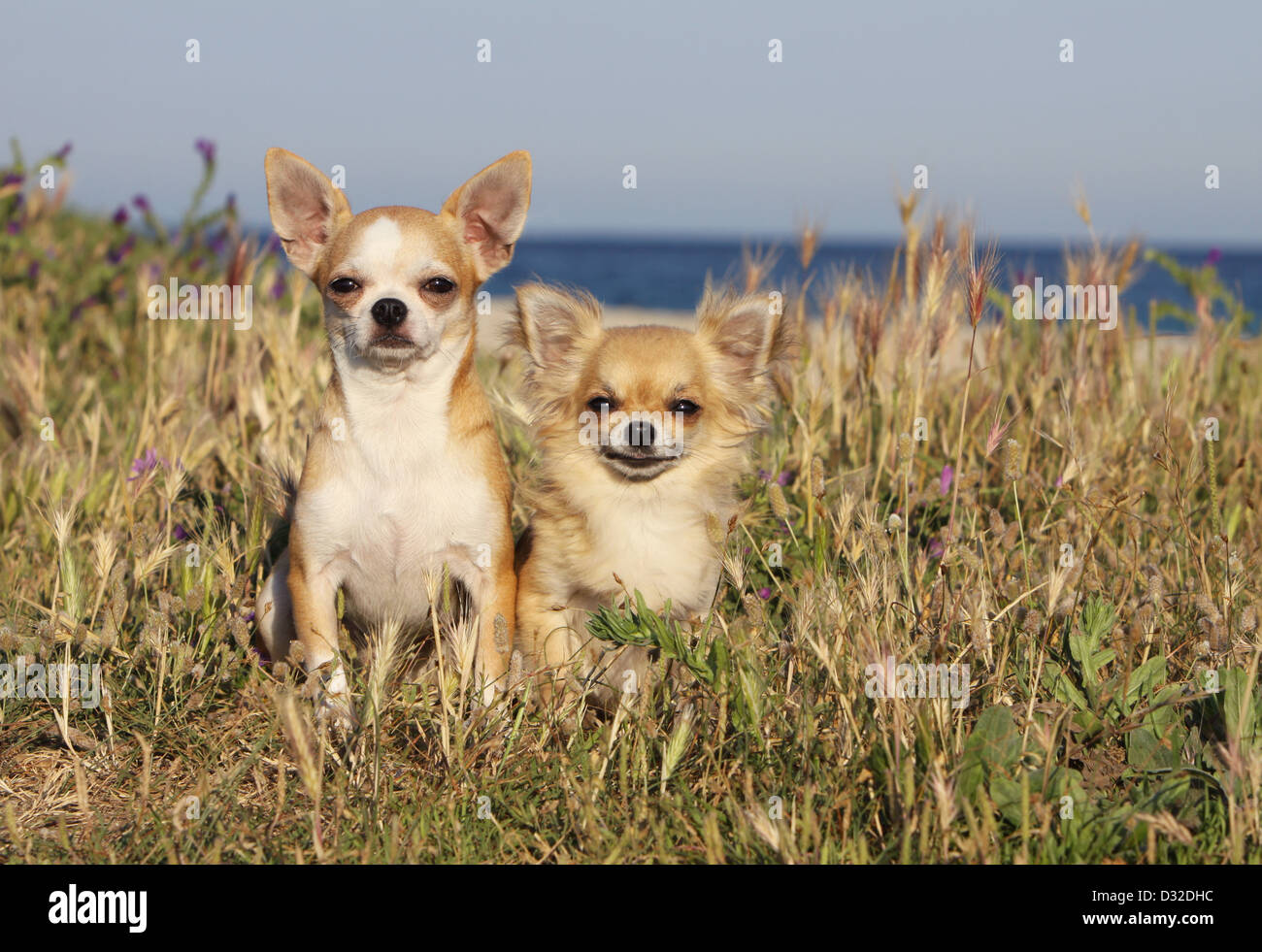 Two Chihuahuas Together Stock Photos Two Chihuahuas Together