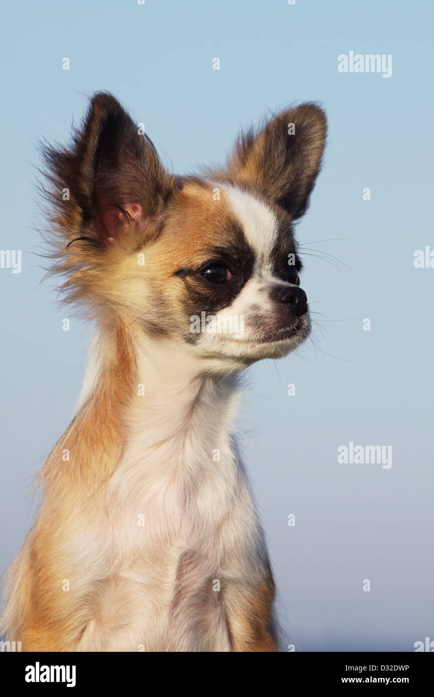 Dog Chihuahua longhair puppy portrait Stock Photo - Alamy