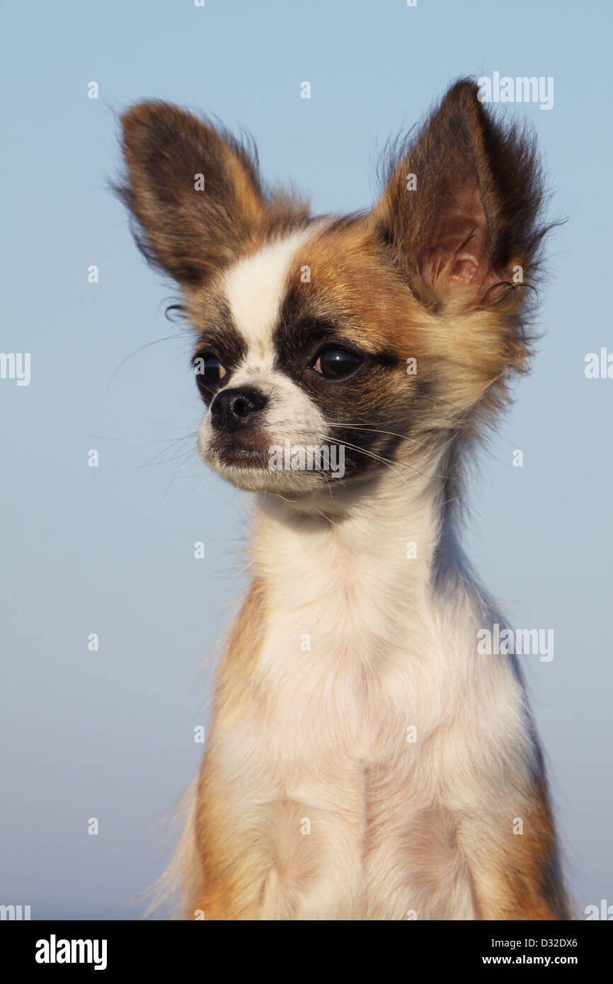 Mexican dog chihuahua hi res stock photography and images Page 4