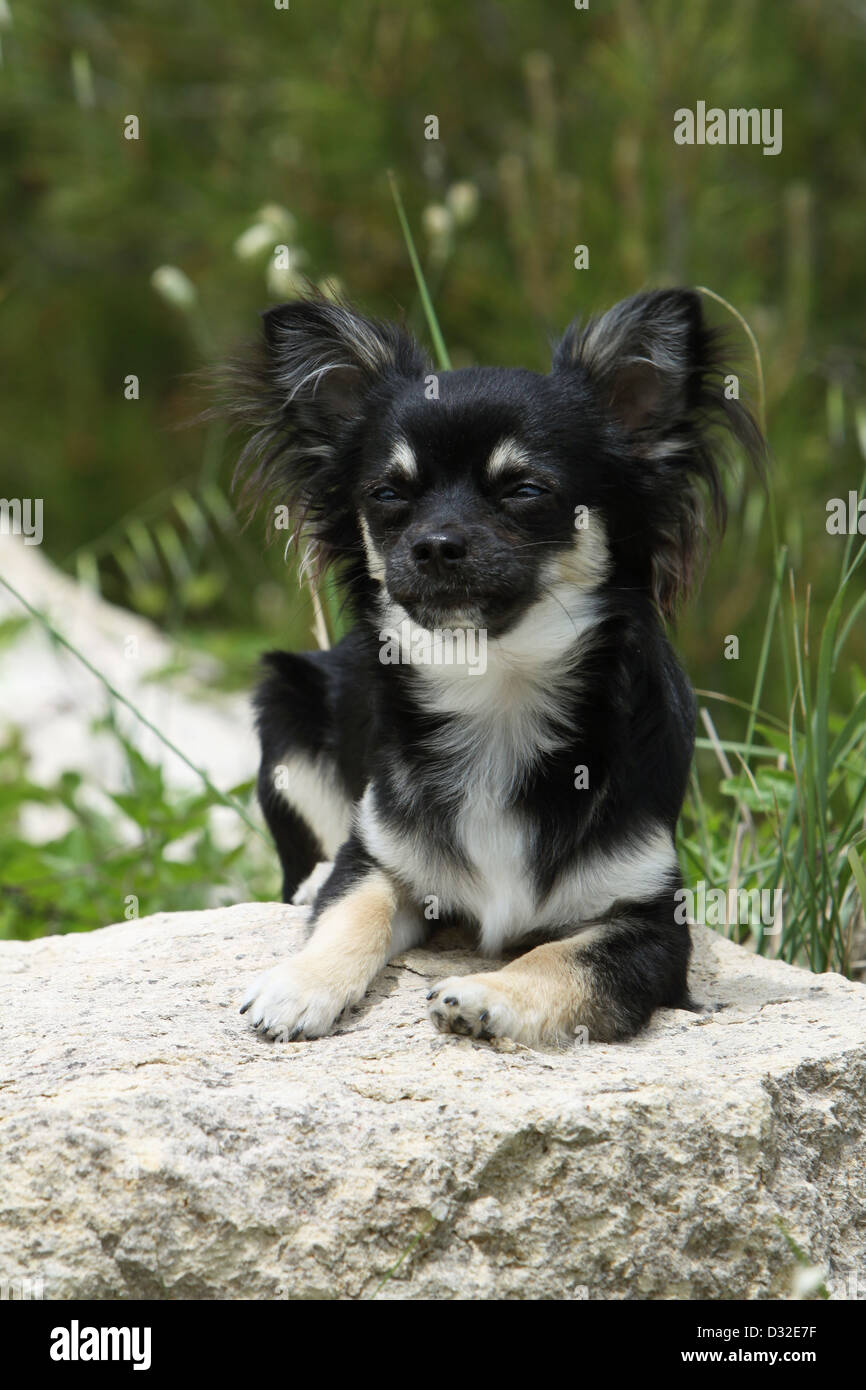 Page 3 Long Hair Chihuahua Mexican Dog High Resolution Stock Photography And Images Alamy