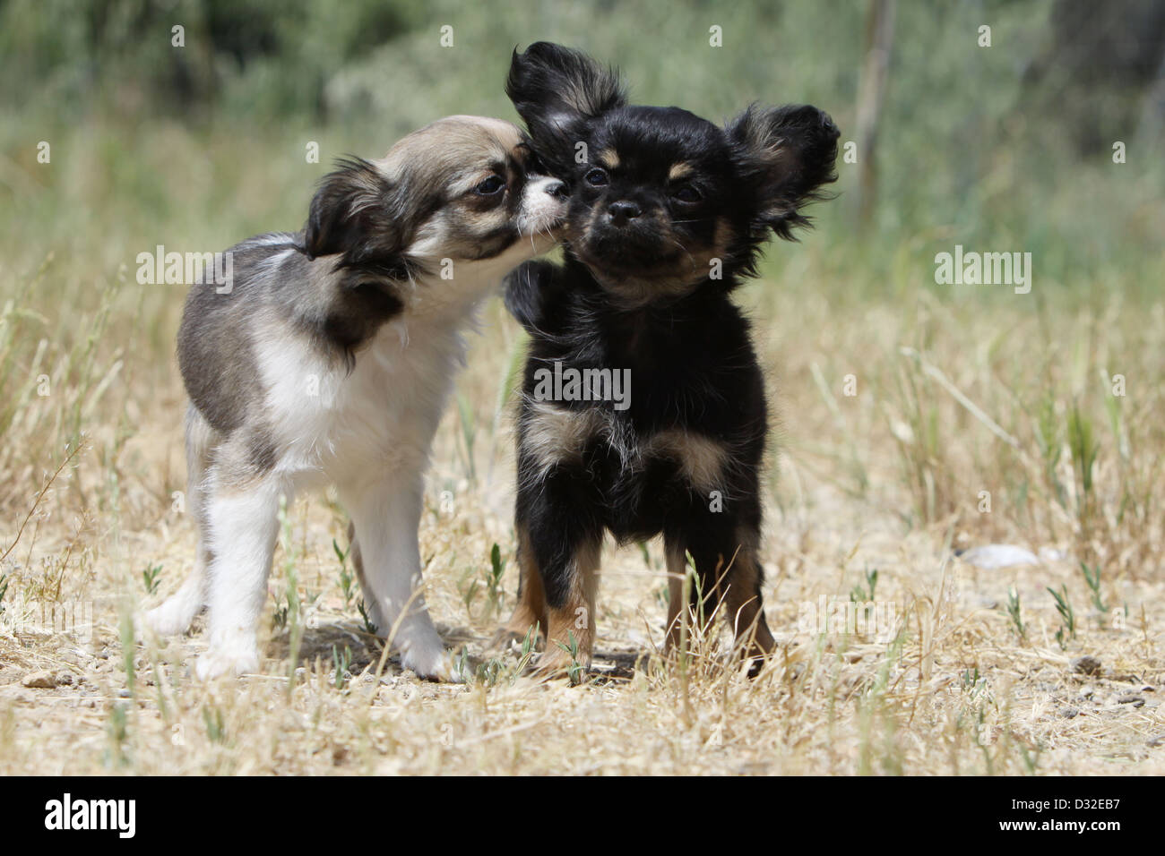 Black and tan long haired chihuahua hi res stock photography and images Alamy