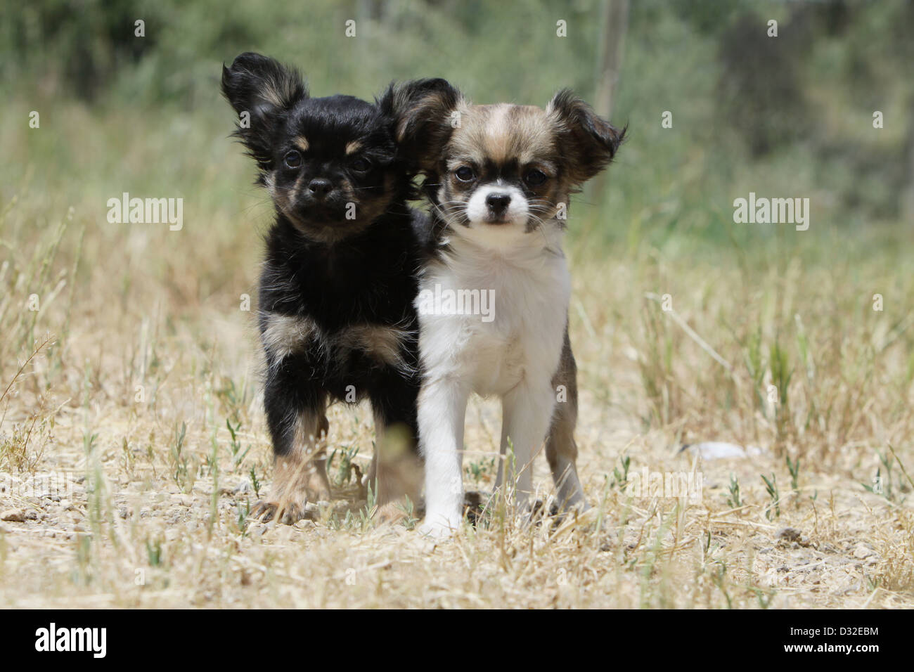 Black And Tan Long Haired Chihuahua Stock Photos Black And Tan
